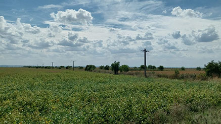 Rețele Electrice Dobrogea instalează sisteme pentru protecția păsărilor în Călărași